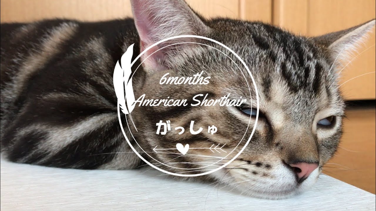 【子猫】生後６ヶ月の子猫まとめ動画。アメリカンショートヘアのガッシュ