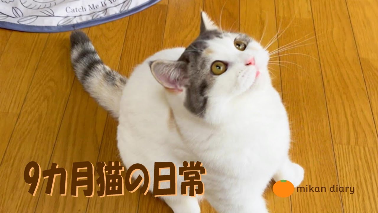 【スコティッシュフォールド】生後9か月猫の日常の一コマ