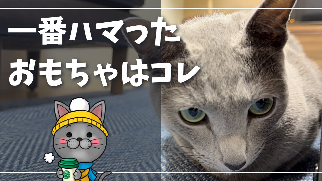 覚えていますか？かなりの数、破壊しましたよ…【ロシアンブルー】猫