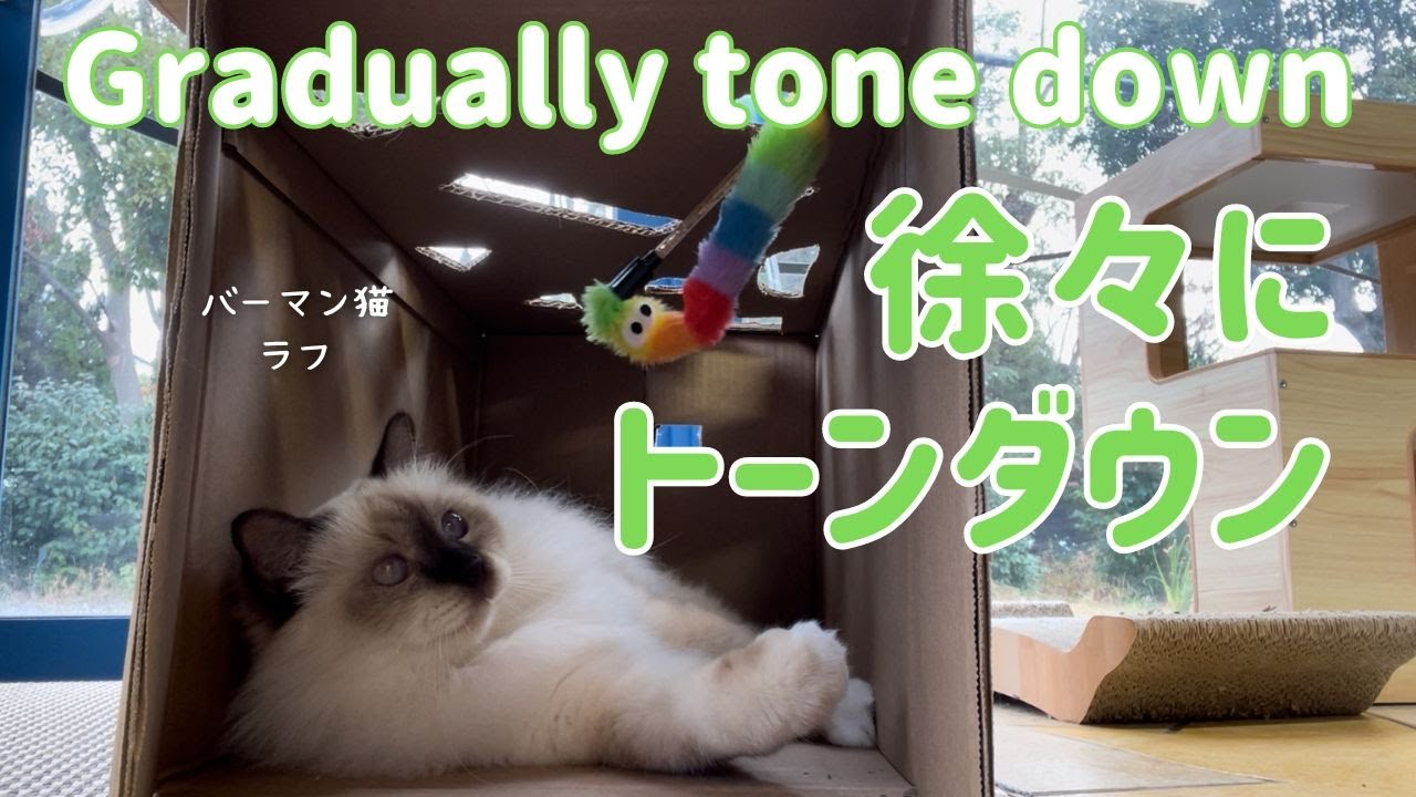 バーマン猫ラフ【徐々にトーンダウン】Gradually tone down（バーマン猫）Birman/Cat