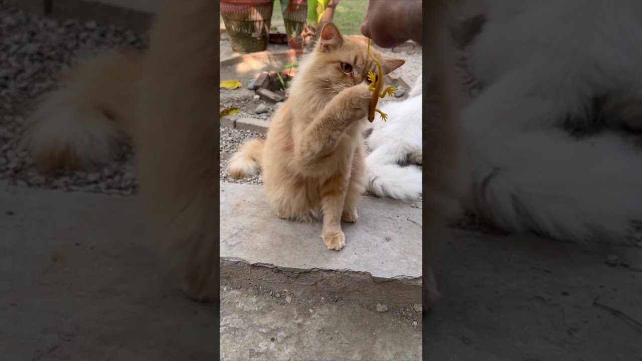 Brown cat funnyy #shortvideo #cat