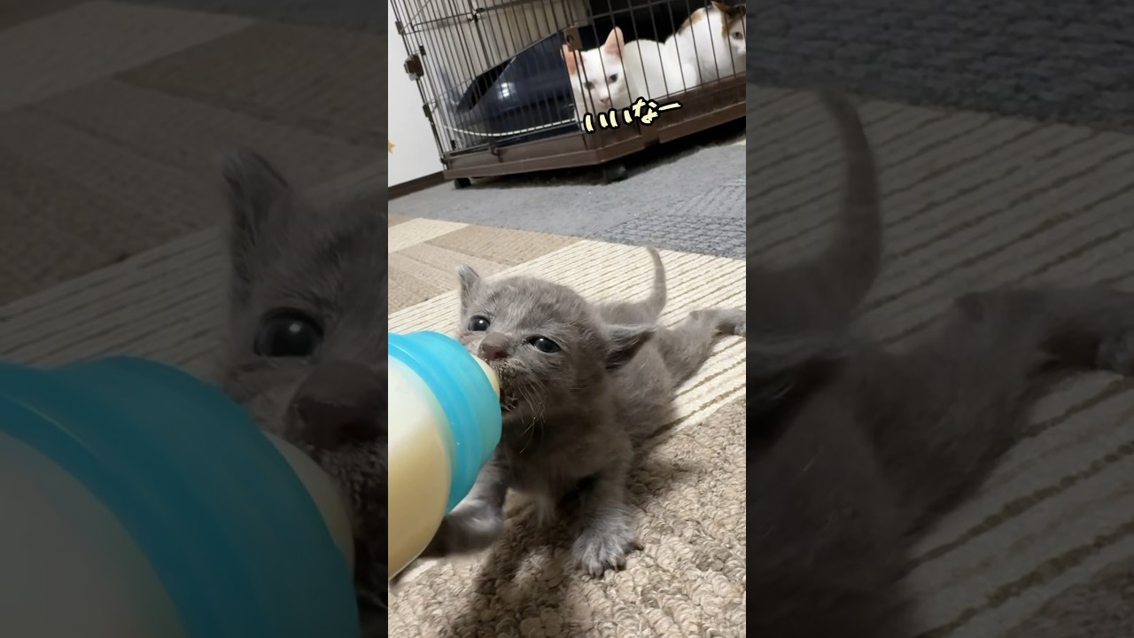 ロシアン系子猫に羨望の眼差し💕【真冬に保護した赤ちゃん猫】 | ねこせん