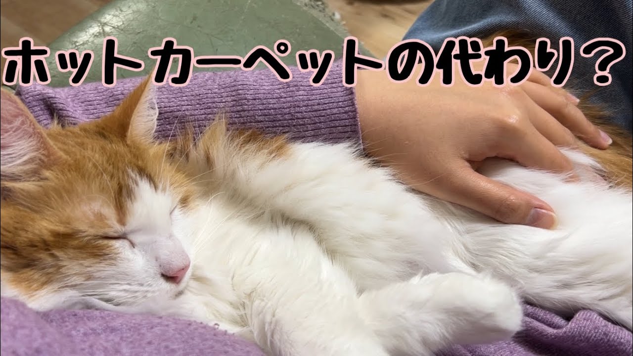 ホットカーペットがないと腕の中で寝る猫【マリー（メインクーン）】