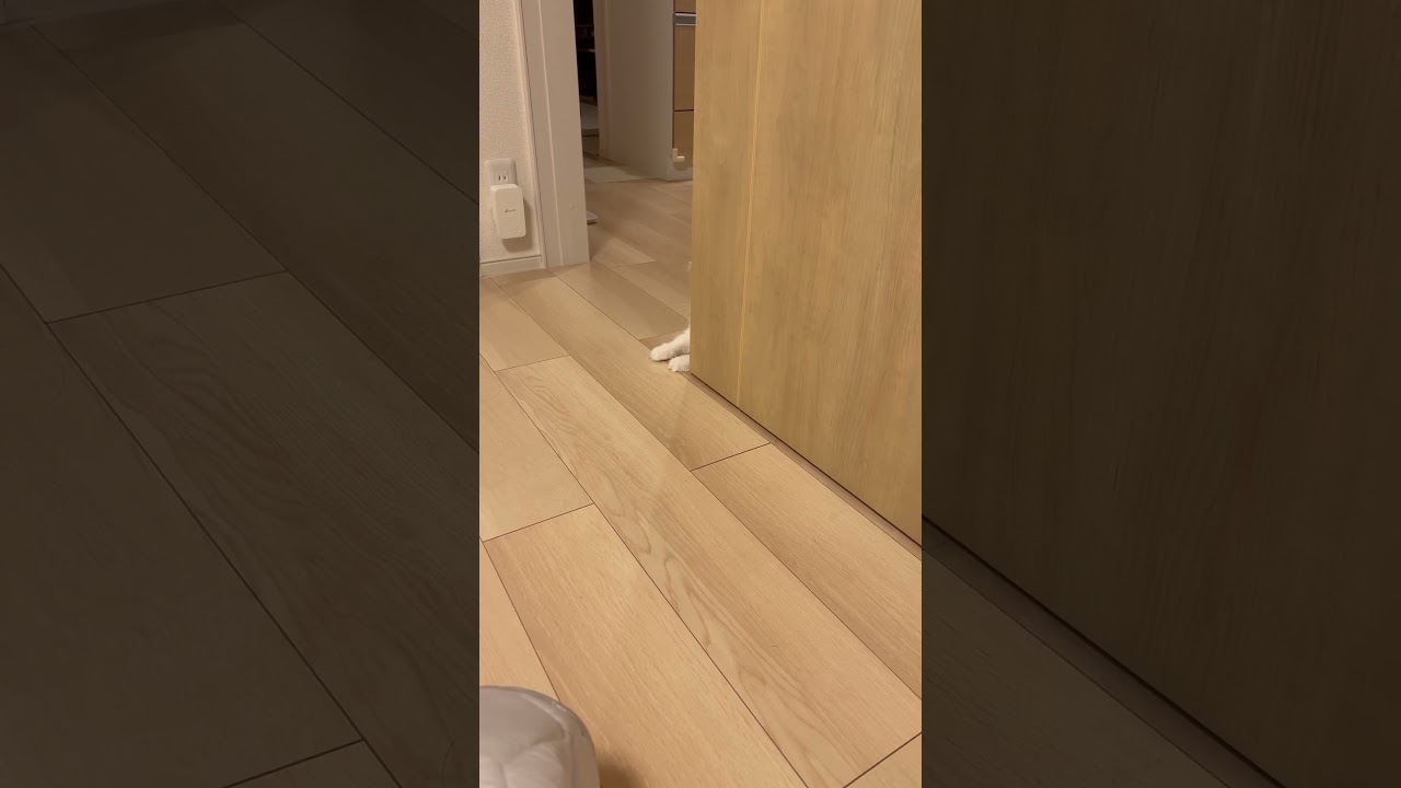 ねる「あ、今は遊ぶの大丈夫です✋」　 #cat #ラガマフィン #ragamuffin #猫 #猫のいる暮らし