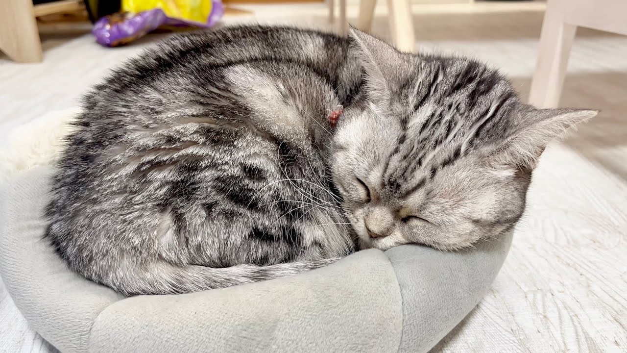 あいちゃんのいる暮らし #猫 #アメリカンショートヘア