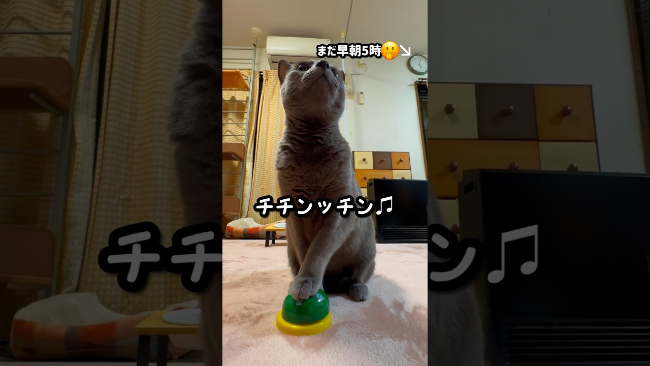 【ロシアンブルー】めろん今朝のベル🛎️いつも通りです🤭【猫】#shorts