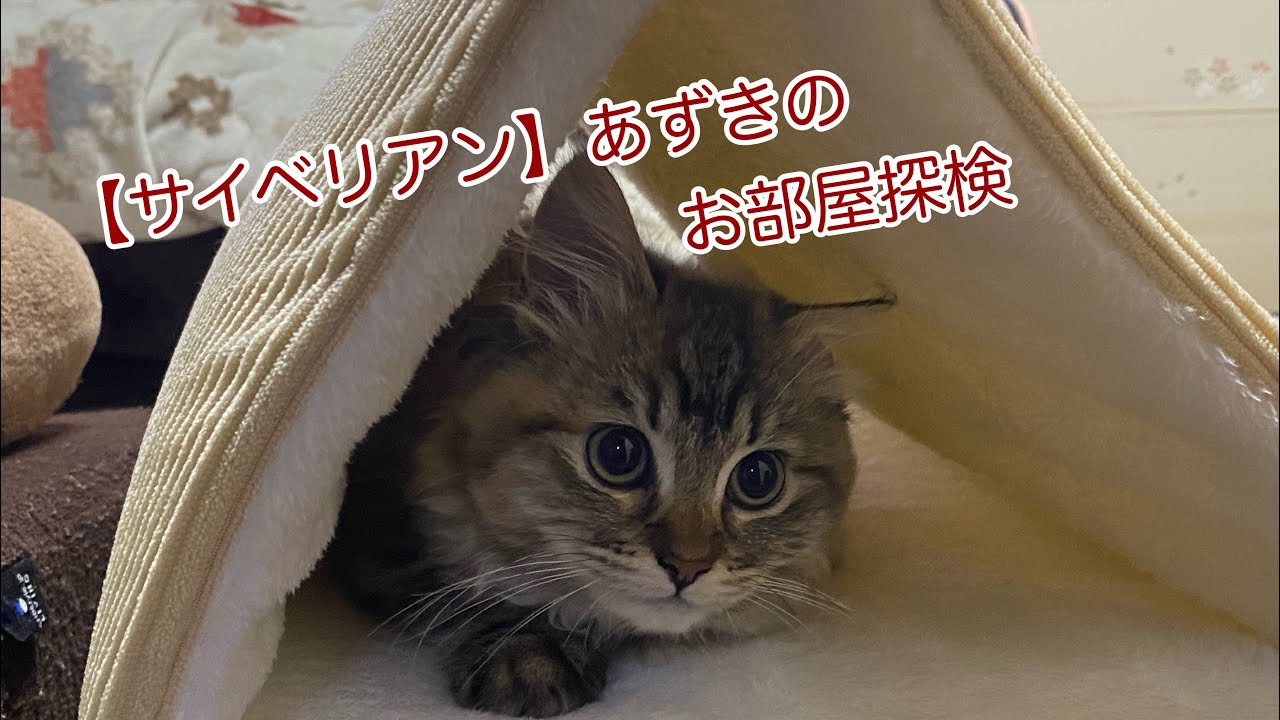 あずきさんのお部屋探検【サイベリアン】