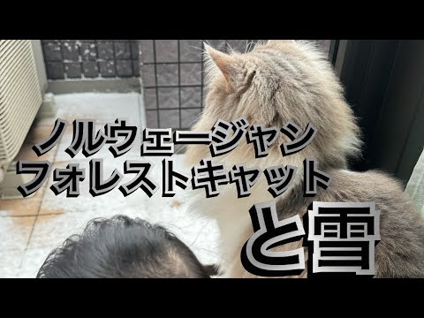 ノルウェージャンフォレストキャットは雪に強いのか？【猫の日】