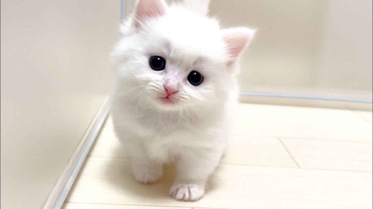 【マンチカンの子猫】風邪引きさんもいるけど元気な子猫達な件 ～猫のいる生活Vol.895～出産動画 マンチカン短足・ミヌエット・ペルシャ猫専門ブリーダー『ペット蔵人』【子猫の成長記録】