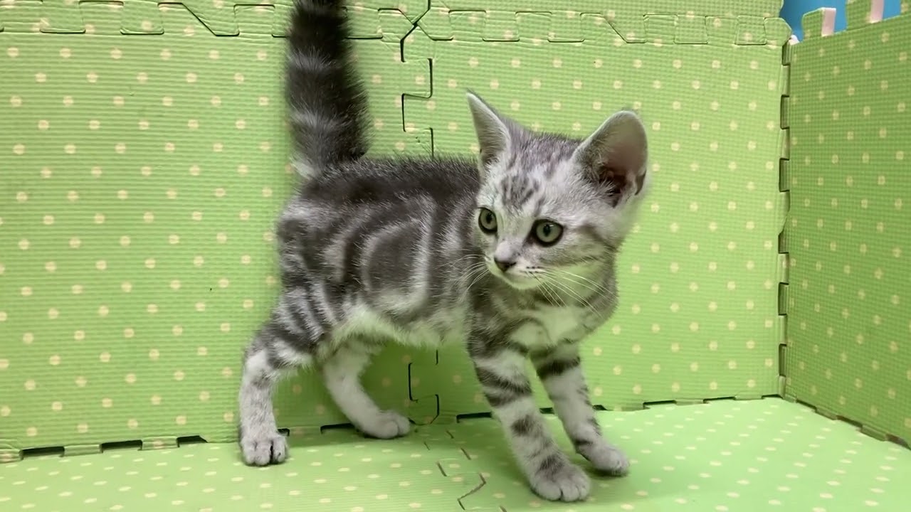 MR24020603 アメリカンショートヘアー男の子