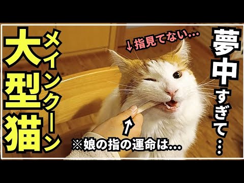 おやつに夢中になり過ぎた猫【大型猫メインクーン】