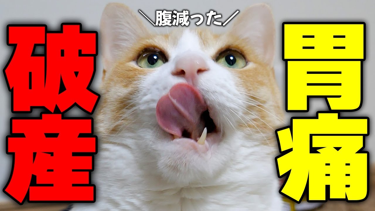 猫が”胃痛”になった時の治療費がヤバすぎて破産しました…