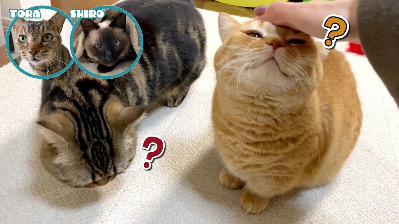 他の猫に浮気して帰ってきたら愛猫の反応が可愛すぎました…！