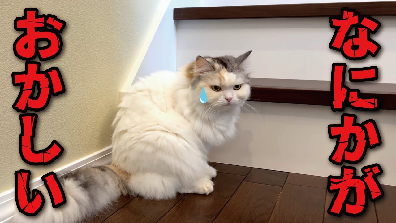 動画が終わるまでに何がおかしいか気づいた人は才能アリ！？【関西弁でしゃべる猫】【猫アテレコ】