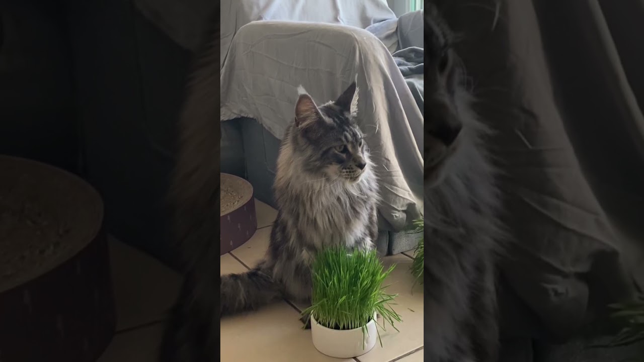 😼💭 Maine Coon Songeur: Sherkan, Absorbé dans une Réflexion Profonde et Paisible ! 🍃🐾 (22 mois) 713