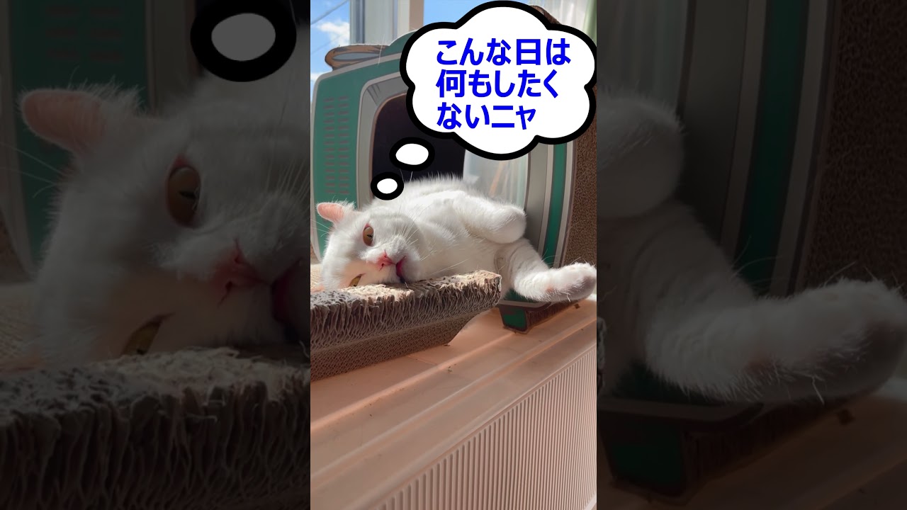 とろけるニャ～ン【Melting cat】녹는 고양이