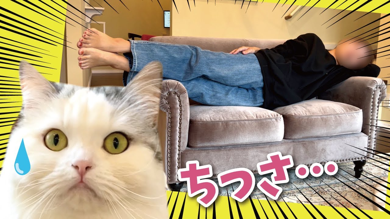 【学習能力無し】またまた大失敗してしまいました…【関西弁でしゃべる猫】【猫アテレコ】