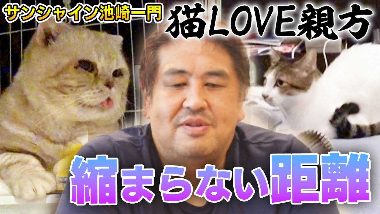 【二子山親方】気になるけど近づかない新入り保護猫ベロと先住猫たちの関係…【預かりボランティア】