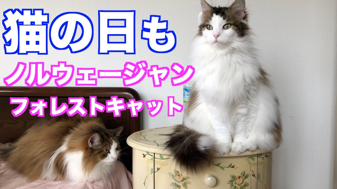 猫の日も【ノルウェージャンフォレストキャット】
