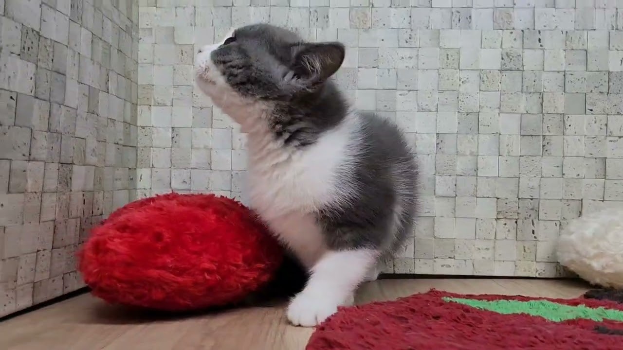 Coo&RIKU　No00659771スコティッシュフォールド