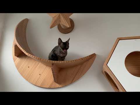 デボンレックス弟はとっても甘えん坊です(Devon Rex cat is such a baby)