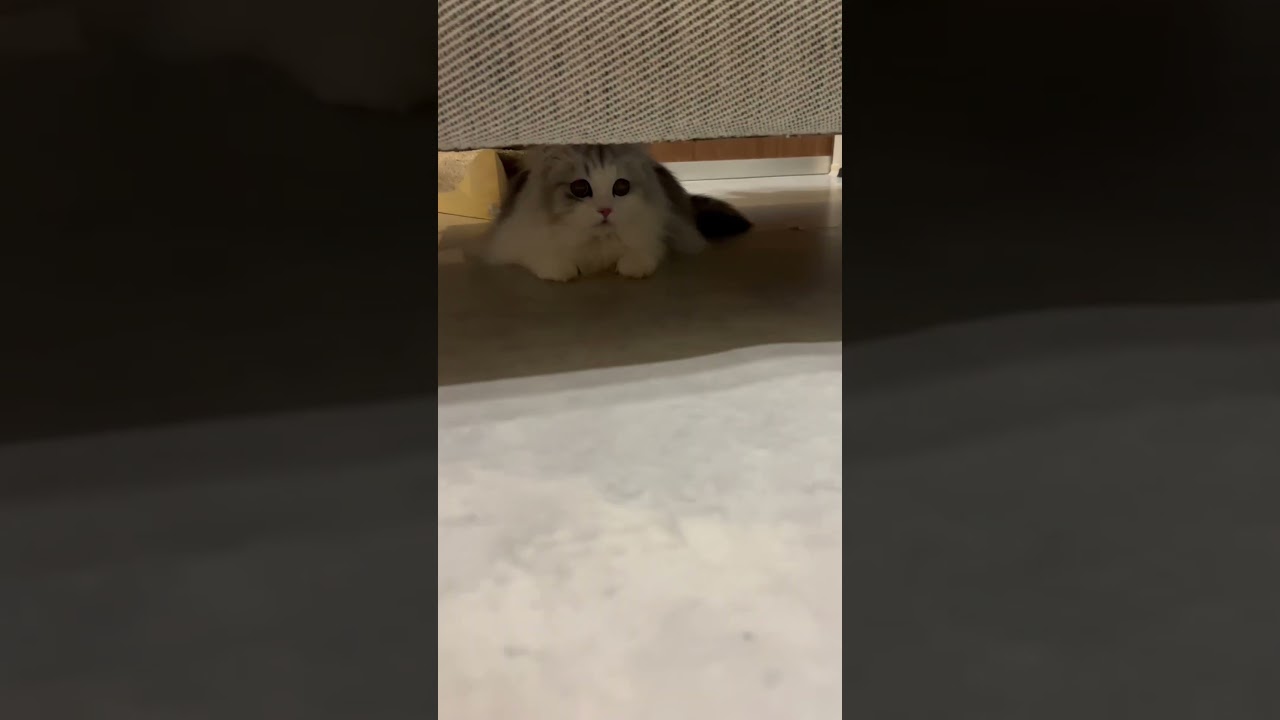 ソファー下の住猫　#shorts #cat #スコティッシュフォールド #にぼし #ねこのいる生活 #猫 #catlover