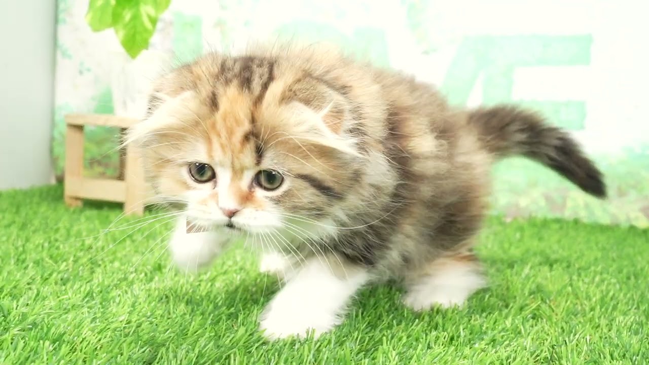 Coo&RIKU　No665805　スコティッシュフォールド