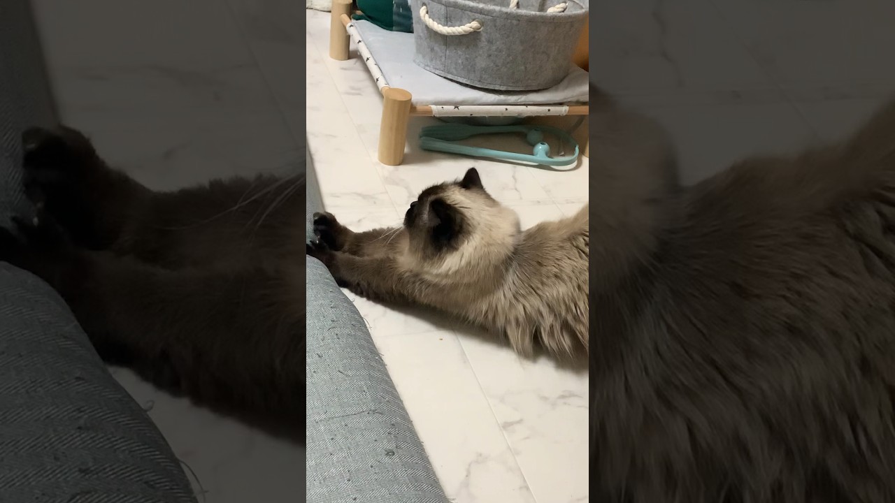 伸び伸び〜げんたくん！#猫 #ヒマラヤン #猫のいる暮らし #猫のいる生活 #shorts