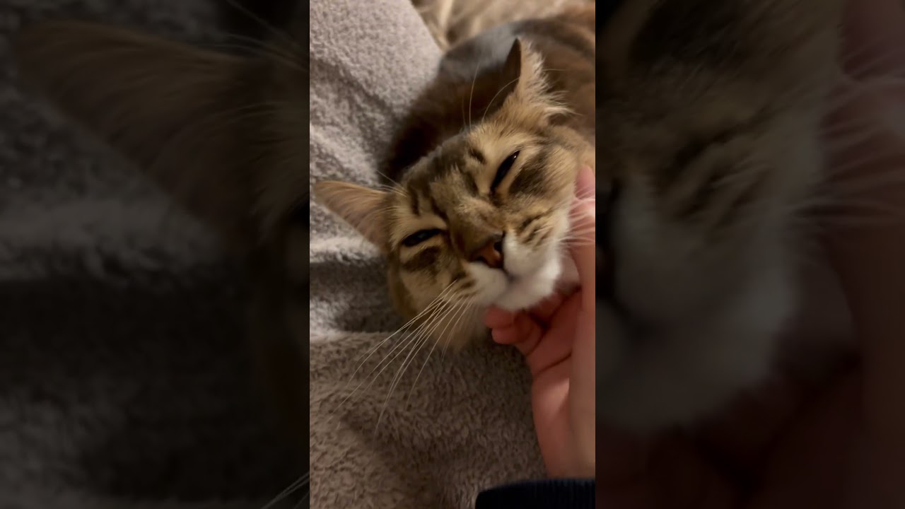 いつもべったりのソマリの男の子 #ソマリ #甘えん坊の猫 #いやしねこ