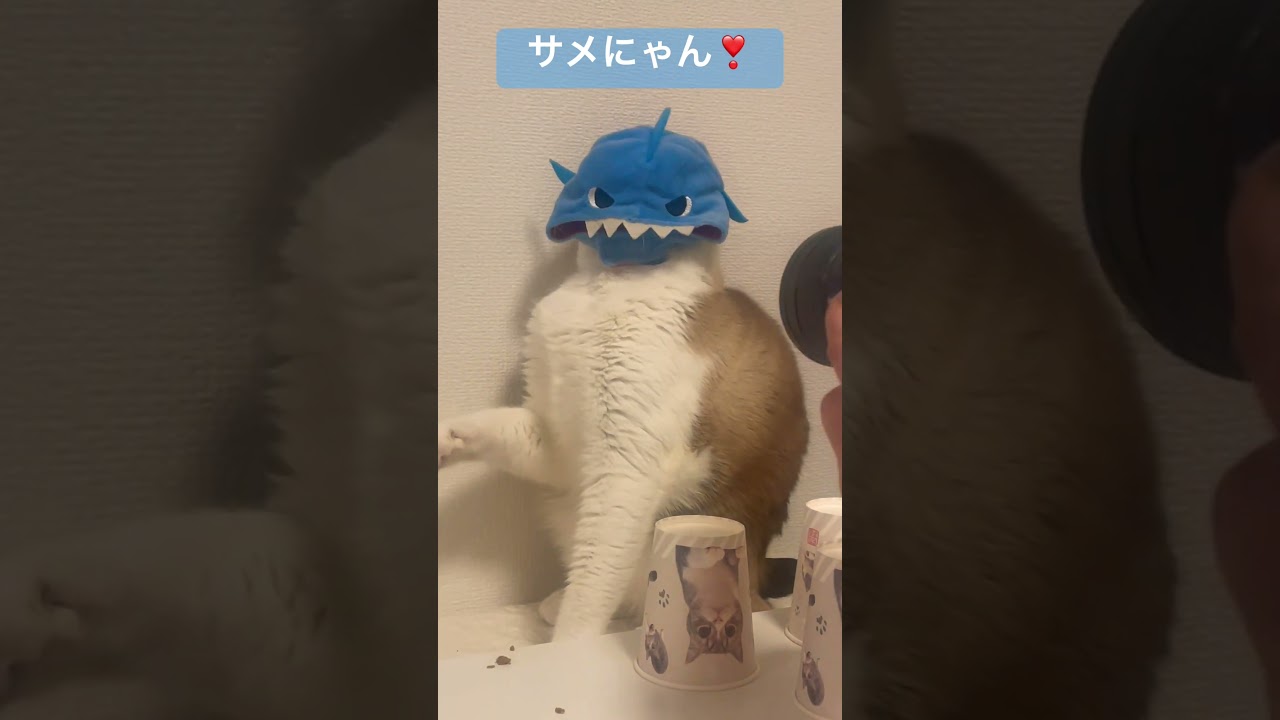 サメにゃん！にはなりたくないにゃん！激おこシャム猫 #funnyvideo