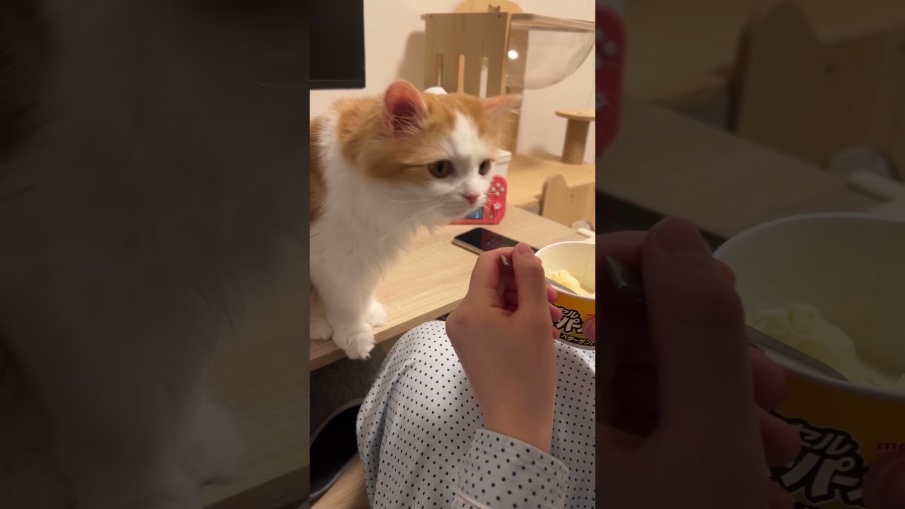 食べたいと言っている気がする #cat #ラガマフィン #ragamuffin #猫 #猫のいる暮らし