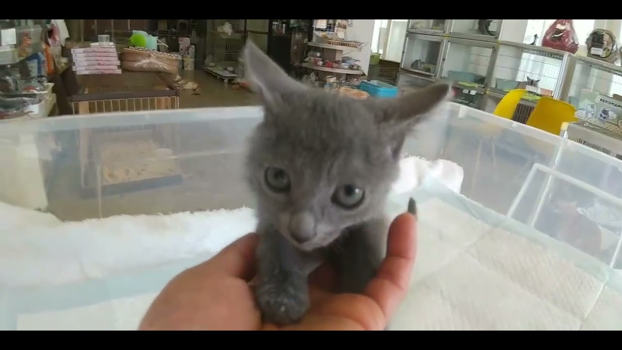 ロシアンブルー ロシアンブルーの3兄妹💕