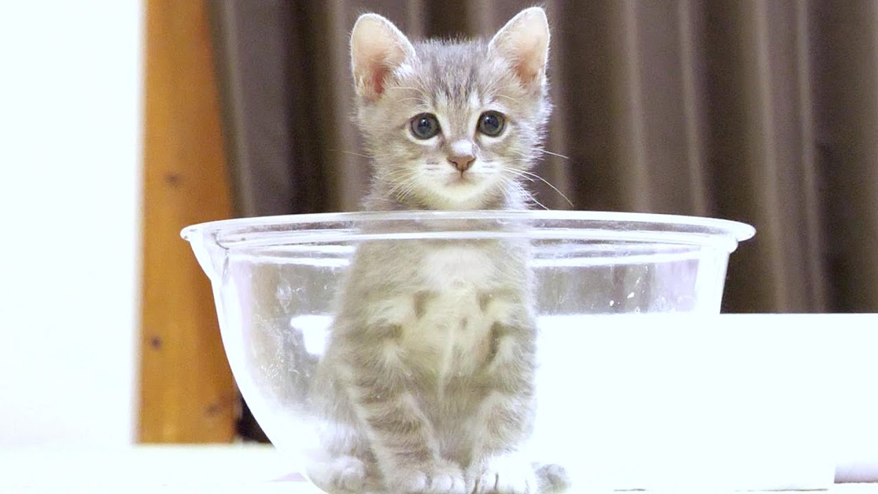 子猫達がボウルに入ったり出たり楽しそうに遊んでいました。それおもちゃじゃないんだけどなぁ‥・【赤ちゃん猫　保護猫】
