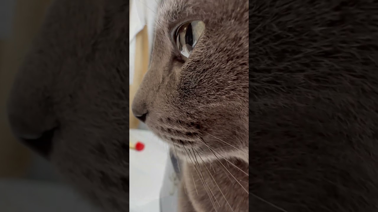 【ロシアンブルー】めろんのお気に入り場所は...🫢【猫】#shorts