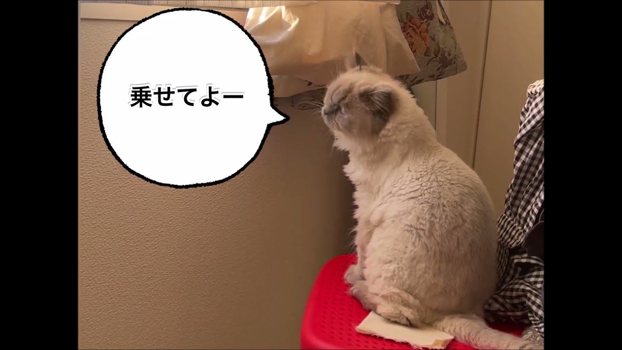 高いところに自力で登れない猫がこちら[ヒマラヤン猫]