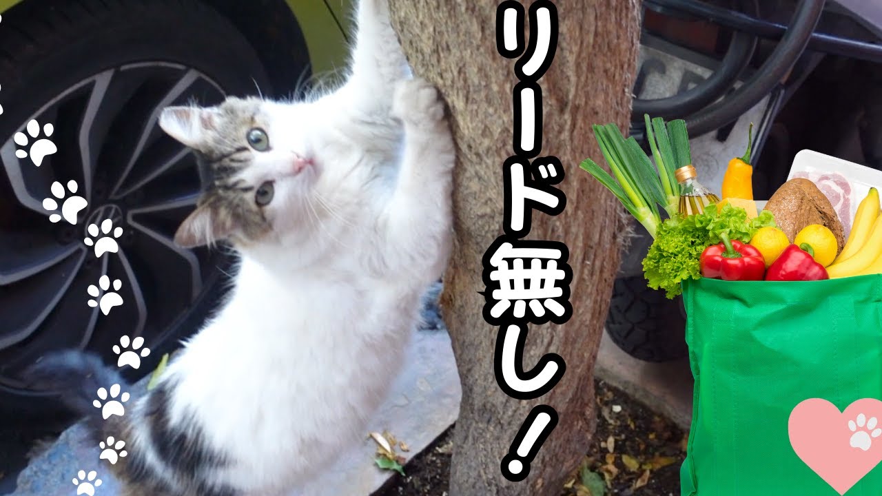 猫とスパーへ！お散歩中の様子が可愛い！入り口で待ってられるか？ ♯1