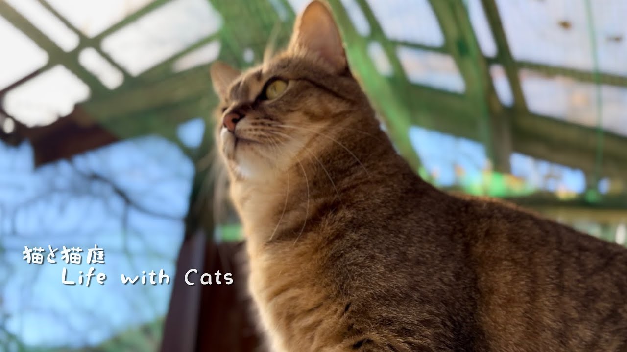 猫庭は猫たちの秘密基地 幸せな時を過ごそう