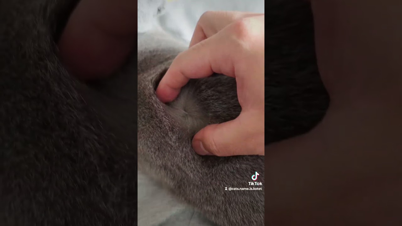 猫のシャルトリューの悲しい過去(Chartreux the cat has a sad past.)