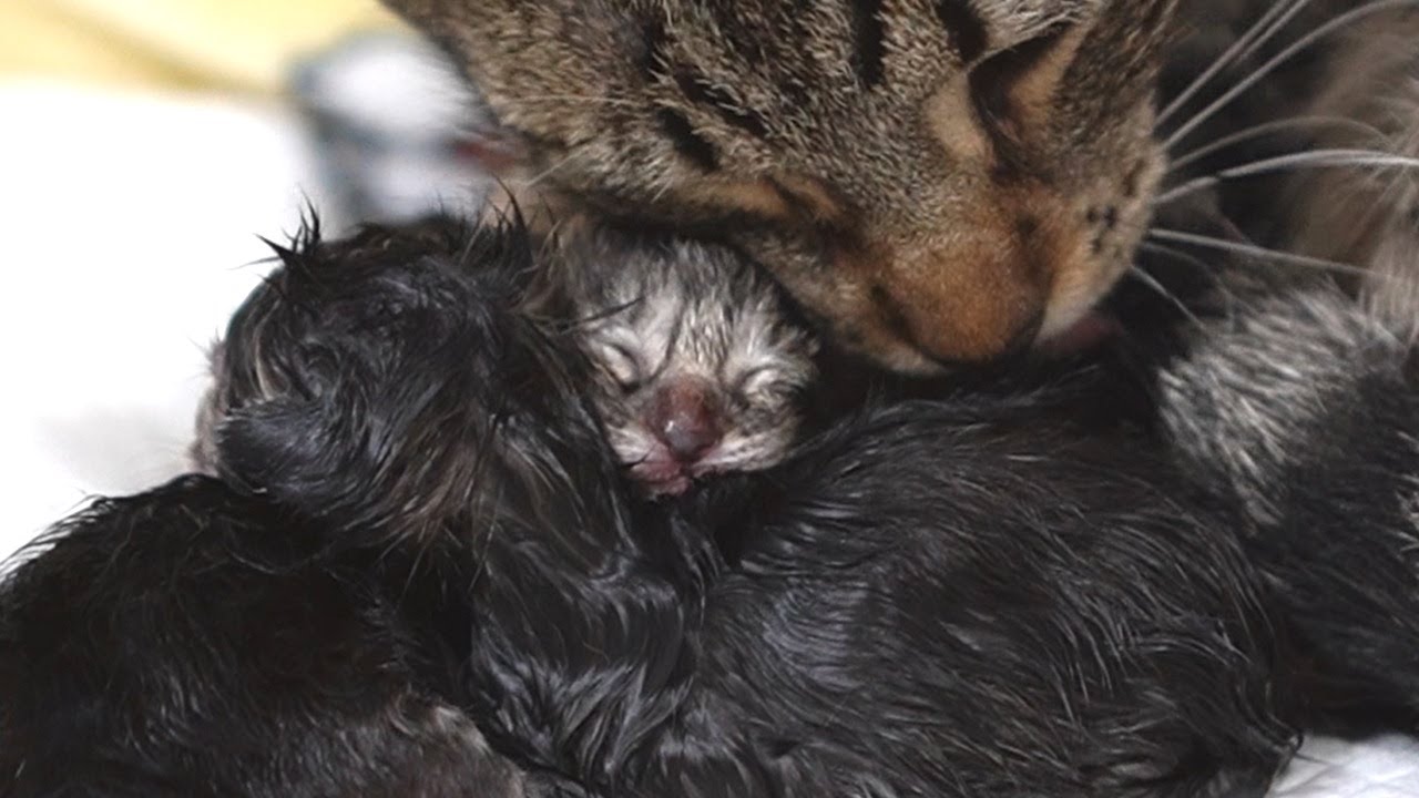 【閲覧注意】保護猫ララの5匹の子猫の出産シーン～新しい生命誕生の神秘に感動～