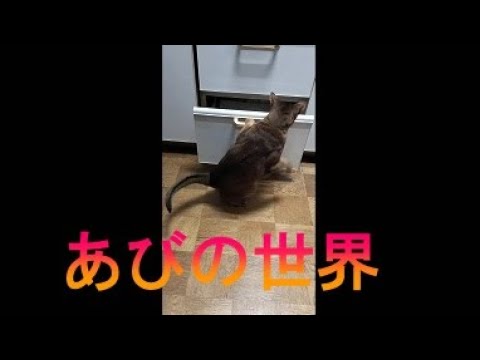 ネコ動画あび＃3010　あびの毎日　アビシニアン　あび