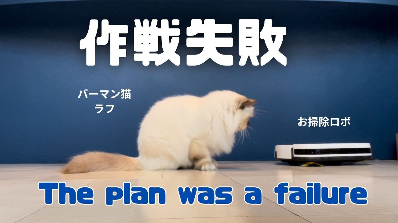 バーマン猫ラフとミカ【計画失敗】The plan was a failure（バーマン猫）Birman/Cat