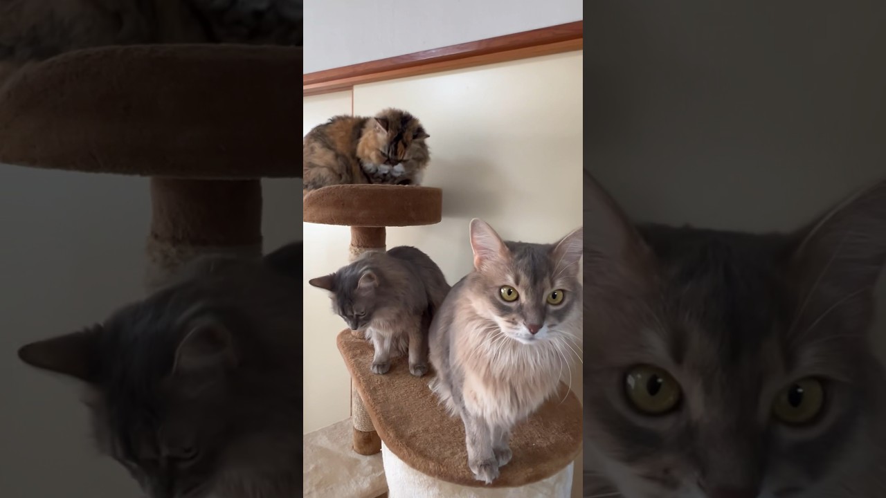 3人娘猫の内緒話　セルカークレックスとソマリ姉妹