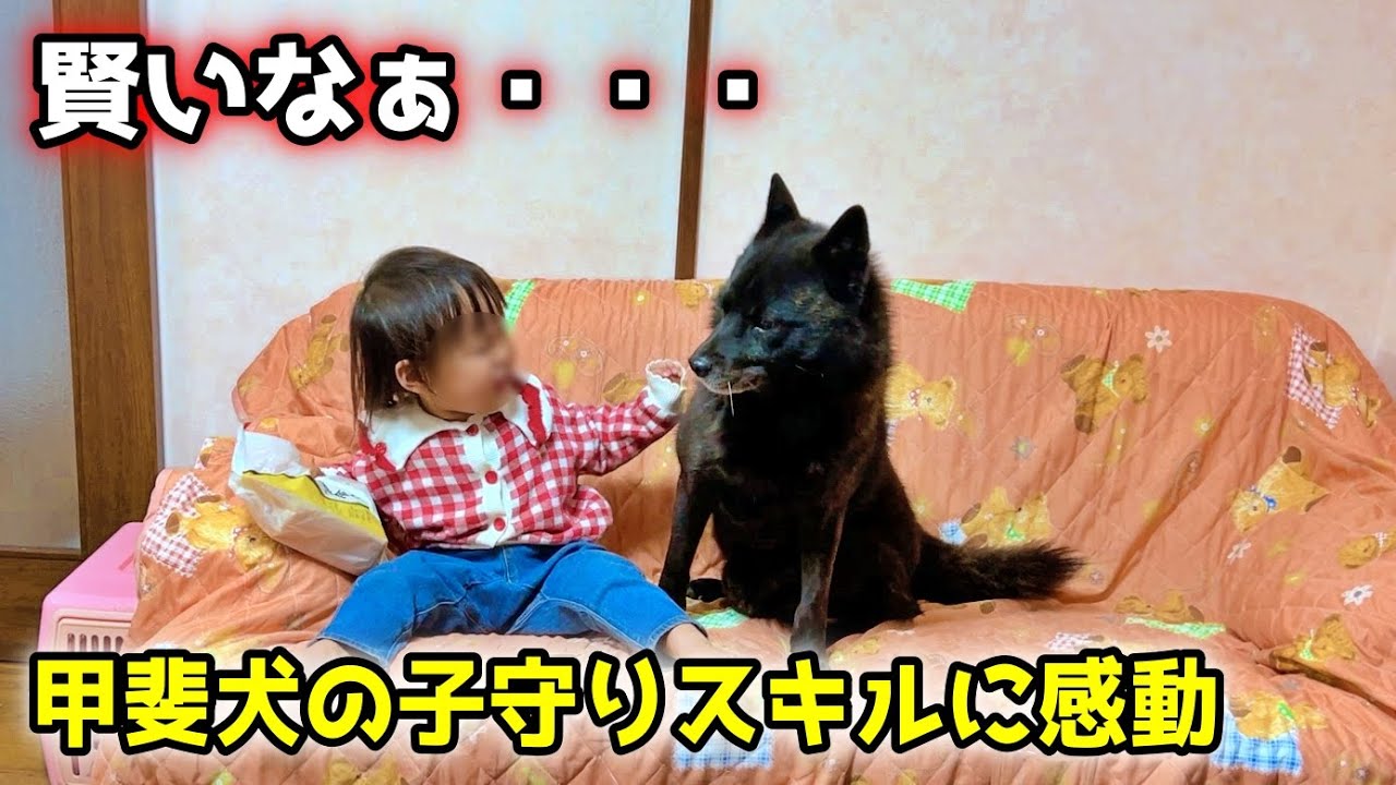 【ほっこり】甲斐犬一休の子守り方法が優しすぎる