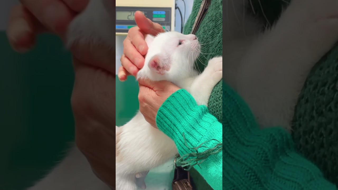 病院が怖くてママに抱きつく子猫が可愛い過ぎる