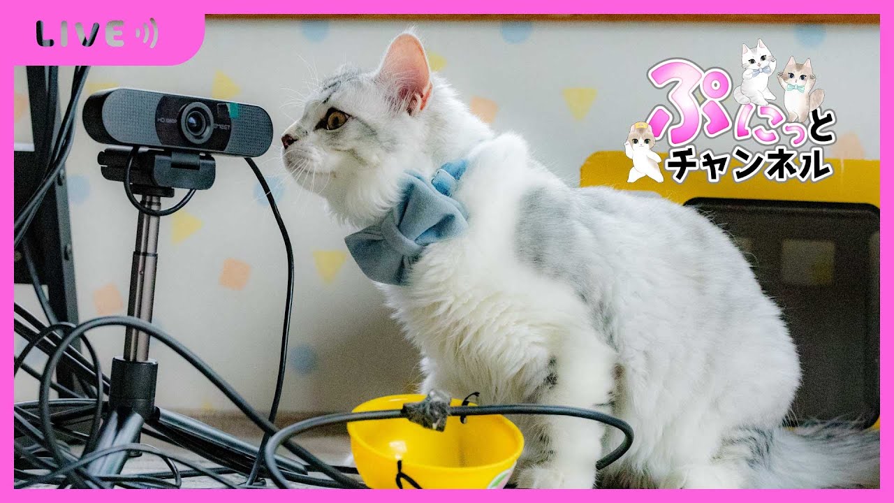 可愛い猫ちゃんライブ配信♪2024/02/23