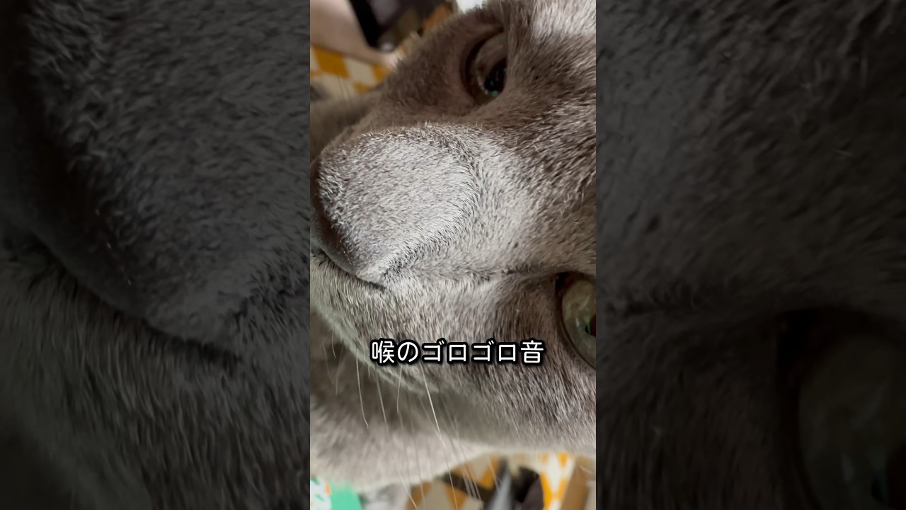【ロシアンブルー】めろん、喉のゴロゴロ音すごいです🥰【猫】#short