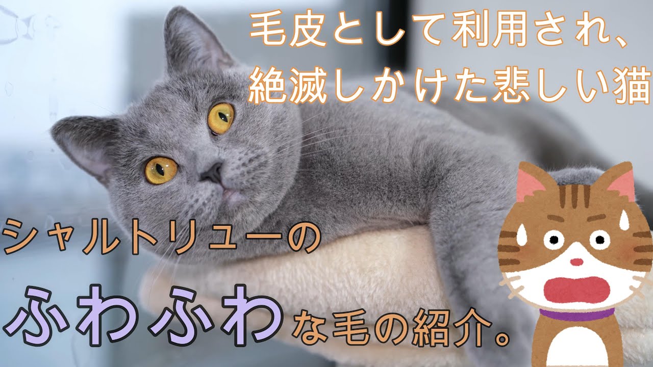 毛皮として利用され、絶滅しかけた悲しい猫。シャルトリューのふわふわな毛の紹介。