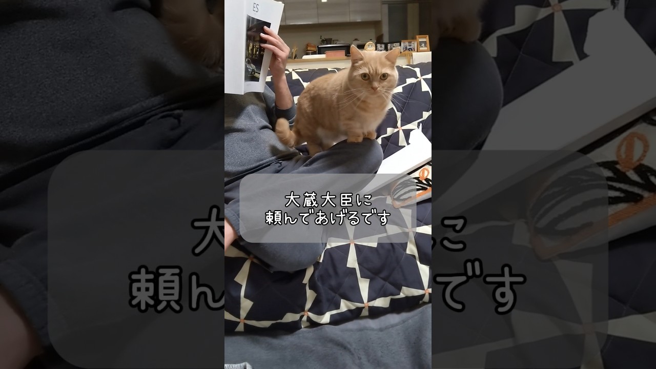 【父思いのマンチカン】 #shorts #猫 #ねこ #cat