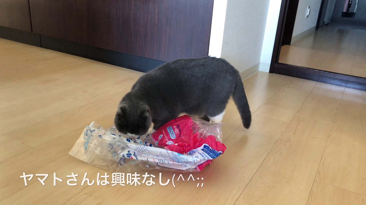 2018/10/01　セルカークレックスの梅子vol.327
