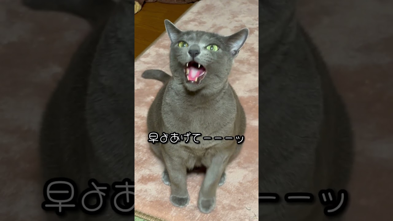 【ロシアンブルー】めろん、夜寝る前のおねだり...ベル🛎️見っけ🫢【猫】#shorts